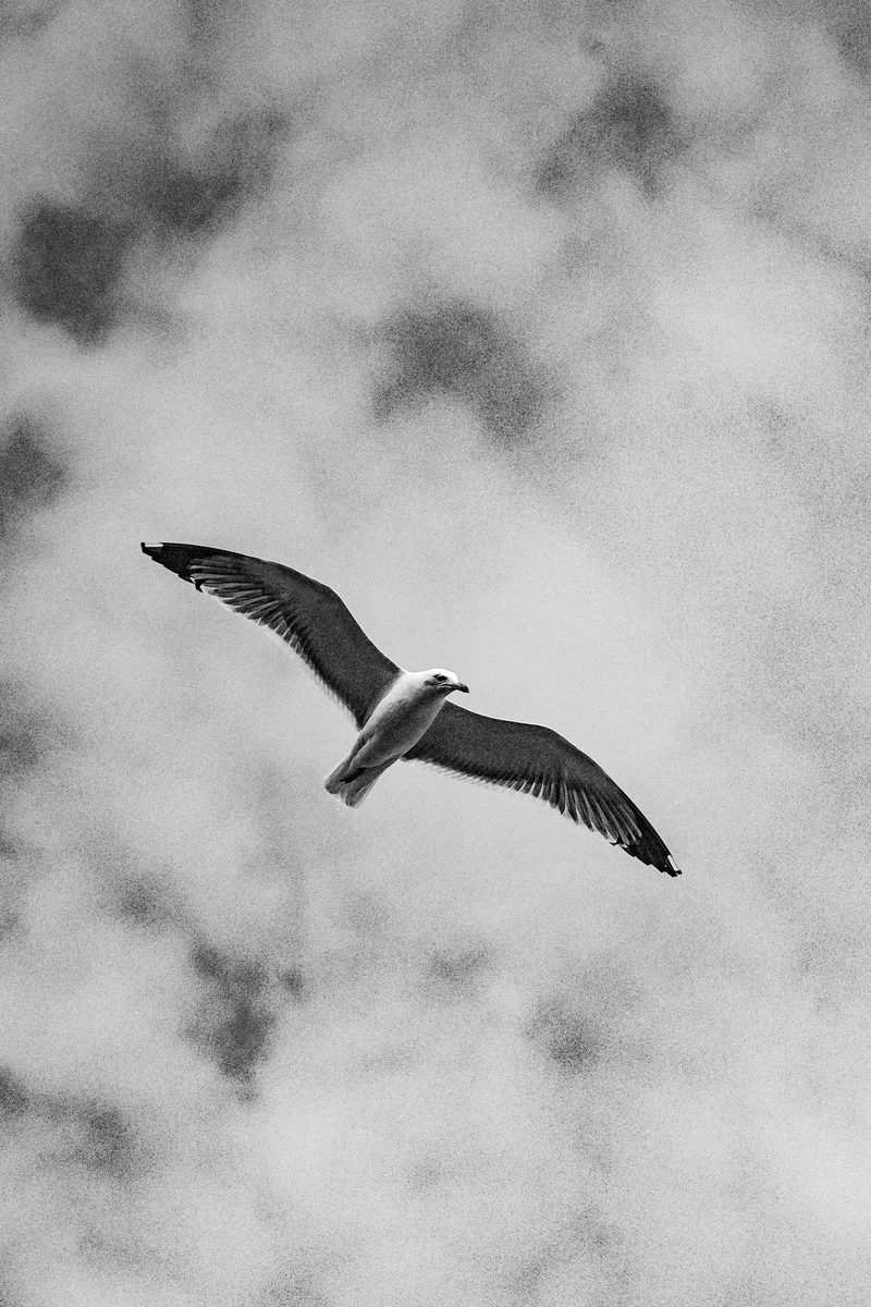 Black-and-white photograph of a gull with outstretched wings against a cloudy sky