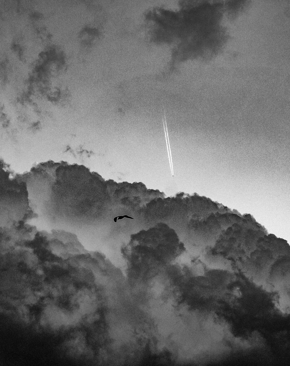 Black-and-white photograph of a bird silhouetted against billowing clouds beneath an airplane contrail